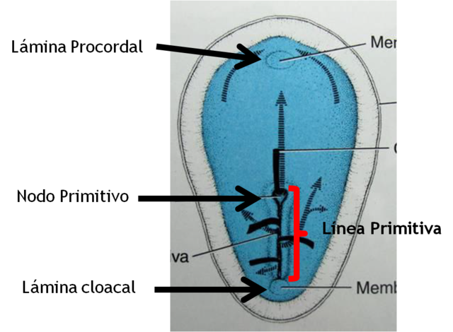 Semana 3 (día 23) (Nódulo de Hensen y fosita primitiva, canal de la notocorda, aparición de placa neural, pliegues neurales e islotes de sangre