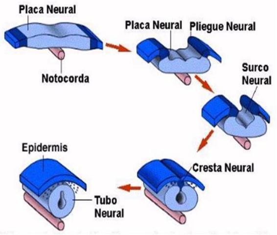 Día 28 (inicio de la fusión de los pliegues neurales, formación de los surcos ópticos, presencia de los primeros dos arcos faríngeos, inicio del latido cardiaco, incurvamiento del embrión)