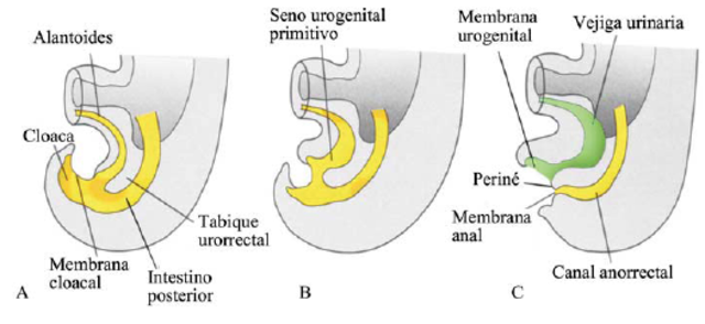 Día 36 ( formación de seno urogenital primario, evidencia de hemisferios cerebrales)