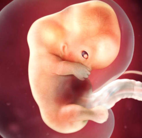 Genitales externos empiezan a adoptar un aspecto específico en cada sexo, comienzo de succión del pulgar