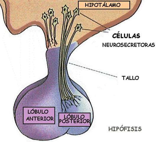 Primeros movimientos musculares, producción de ACTH y gonadotropina, producción de corticoides, varón fusiona pliegues uretrales