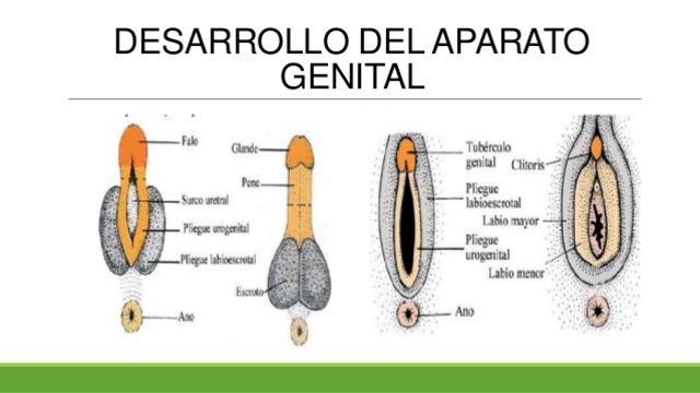 Genitales externos diferentes en cada sexo, aparición de uñas de las manos
