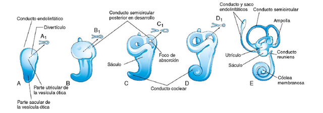 Oido externo adopta su forma y se ha desplazado a su posición definitiva, expulsión de meconio