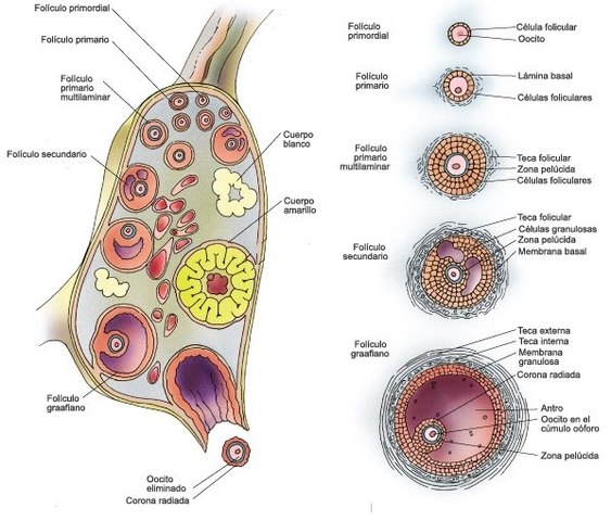 Formación de vesícula seminal, producción de bilis en hígado, formación de vías piramidales, inicia hematopoyesis en médula ósea, ovarios tienen folículos primordiales