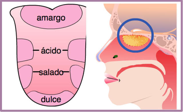 Detección del olor y el gusto, secreción de factor surfactante, extremo de la médula espinal a S1