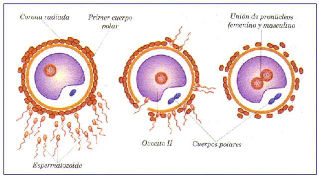 Fecundación (primera semana)