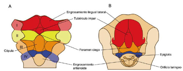 Inicio de la fusión de pliegues neurales, presencia de arcos faríngeos, inicio del latido cardíaco, incurvamiento del embrión