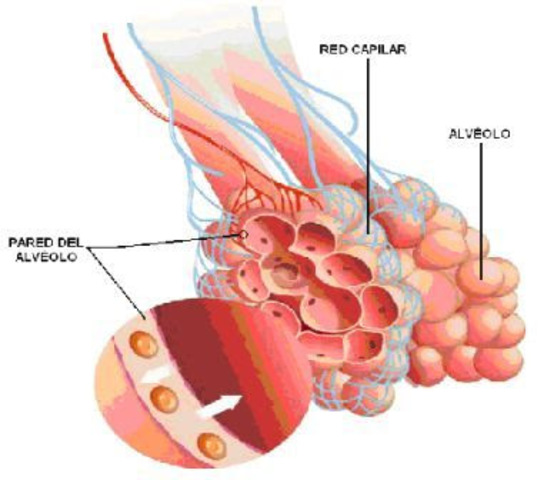 Aparece factor surfactante