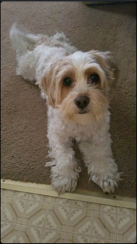 Elegimos nuestro segundo perro