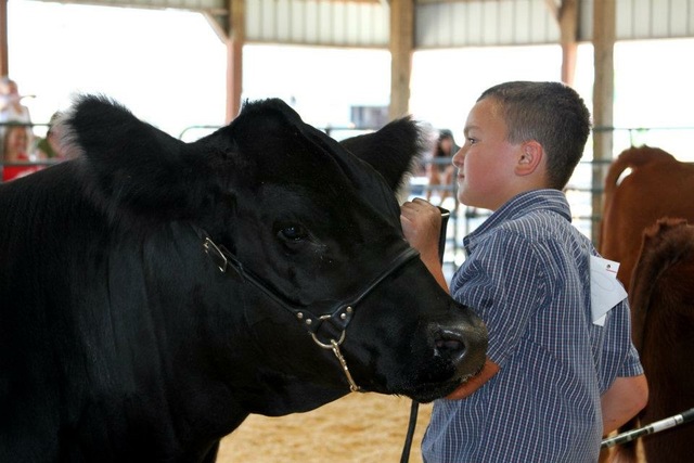 Le mostré mi primera vaca en la feria.