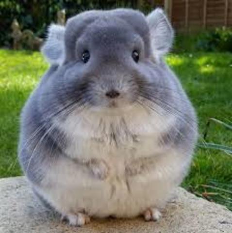 Tengo un Chinchilla.