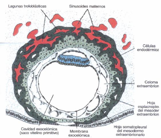 Circulación uteroplacentaria