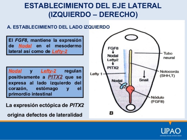 Establecimiento de lateralidad