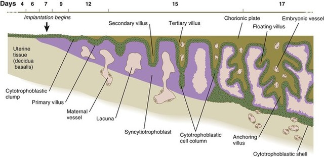 Continua la formación de vellosidades en la placenta