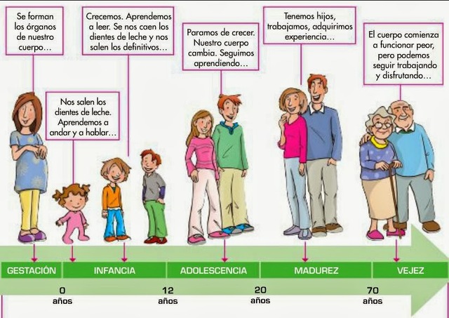 ETAPAS DEL DESARROLLO