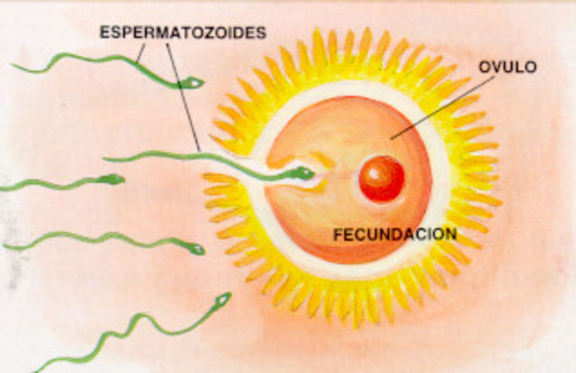 CONCEPCIÓN DEL NACIMIENTO