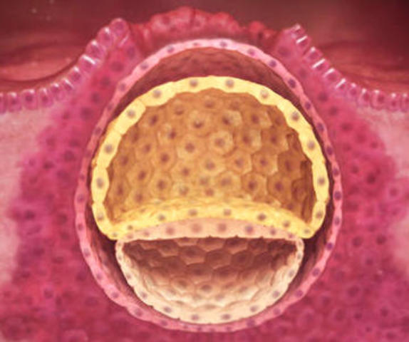 2da Semana de Gestación