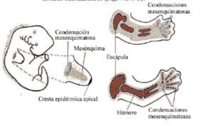 Inicia la primera osificación del esqueleto.