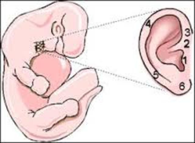 El oído externo adopta su forma.