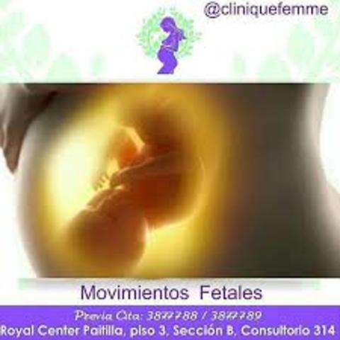 La madre percibe el movimiento fetal.