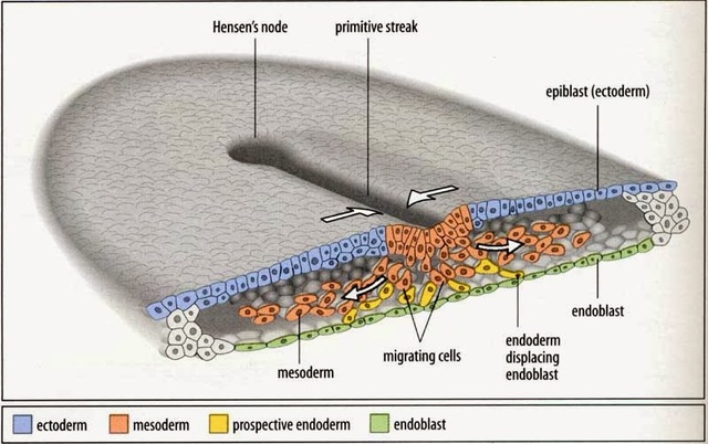Periodo Embrionario Semana 2