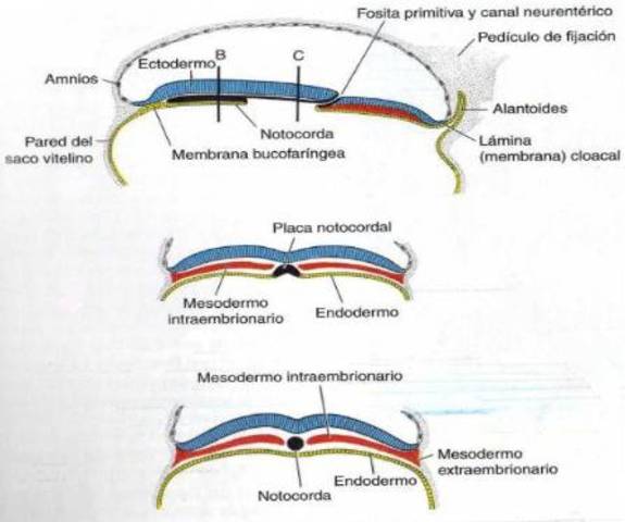 Formación de Notocorda