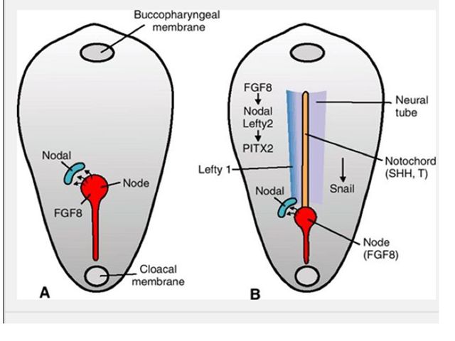 Establecimiento de ejes corporales