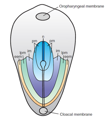 Establecimiento del mapa de destino celulares durante la gastrulación