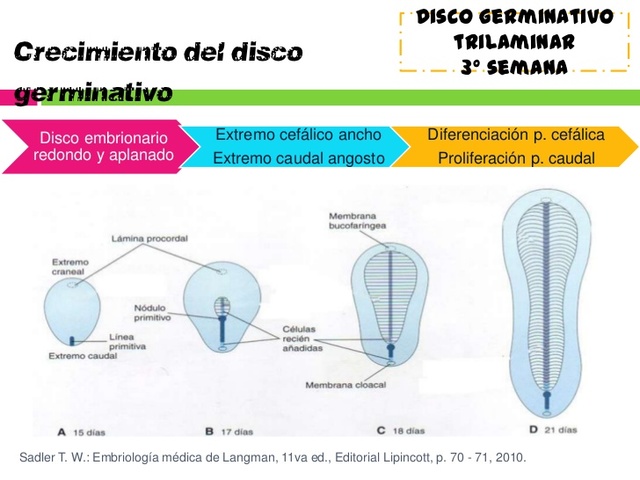 Crecimiento del disco embrionario