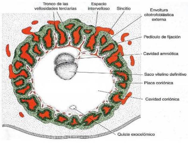 Continuación del desarrollo de trofoblasto