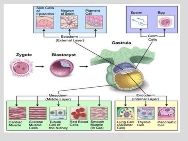 Tercera a octava semana de periodo embrionario