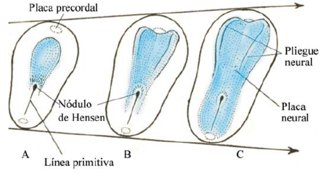 Derivado de la capa germinal ectodérmica