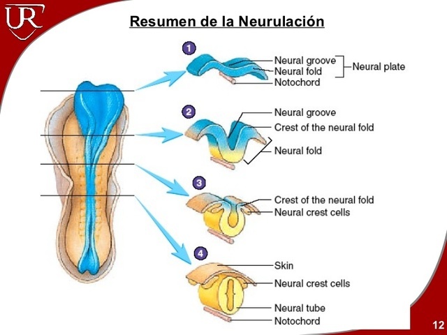 Neurulacion