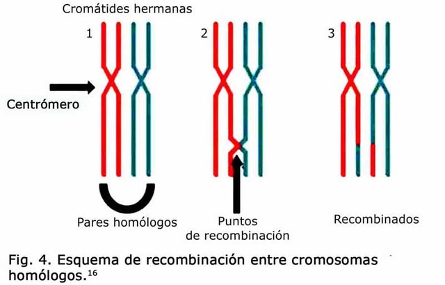 Recombinación