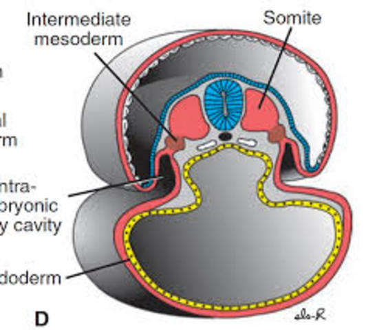 Mesodermo intermedio