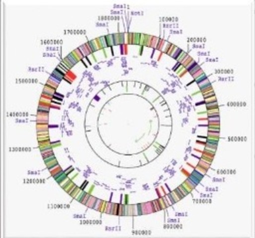 El genoma de Haemophilus influenzae