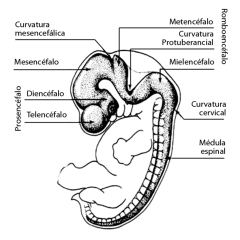 Comienza mielinización de médula espinal.