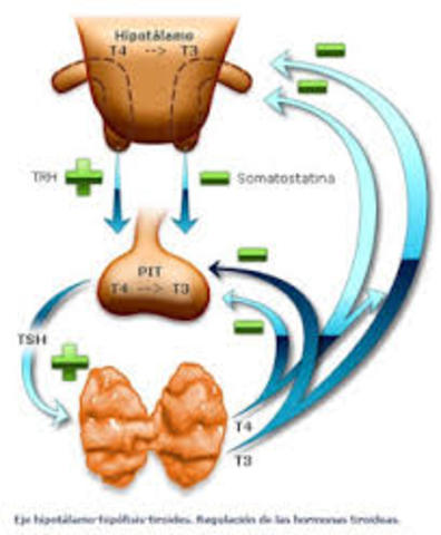 La hipófisis comienza a secretar hormona estimuladora de tiroides.