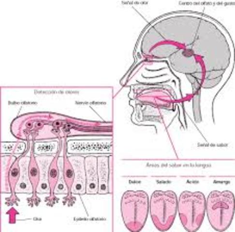 Detección de olor y sabor.