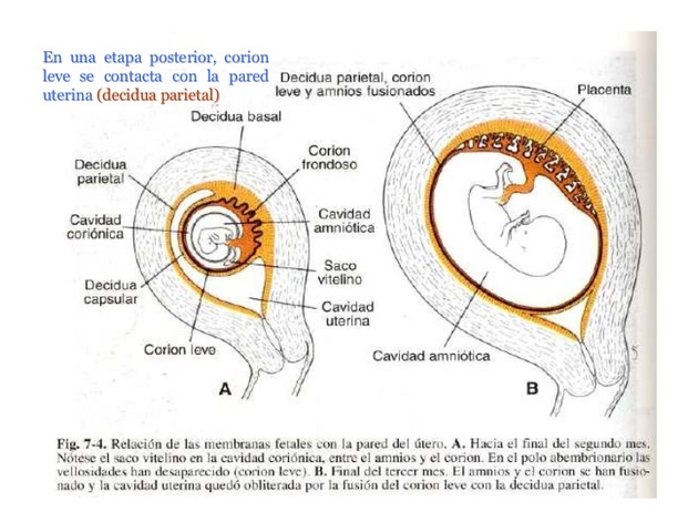 Corion leve y frondoso