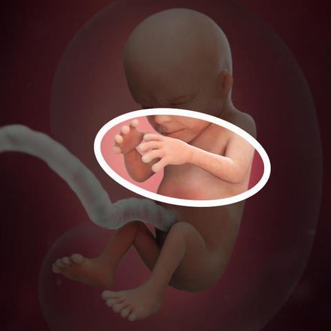 Lanugo fetal
