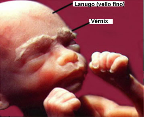 Se empieza a depositar vérmix caseoso en la piel