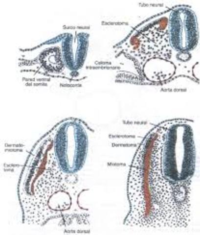 Aparición de los primeros somítos, elevación de pliegues neurales craneales y tubos cardiácos precoces.