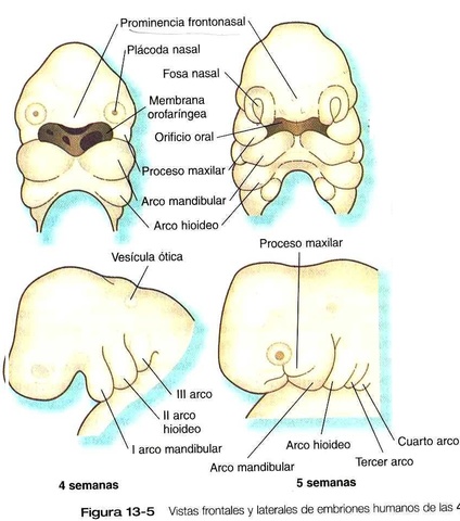 Rotura de la membrana orofaringea