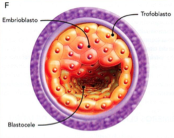 Blastocito primitivo