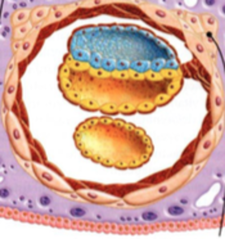 Saco vitelino secundario