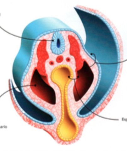 Neurulación, segmentación del mesodermo y plegamiento