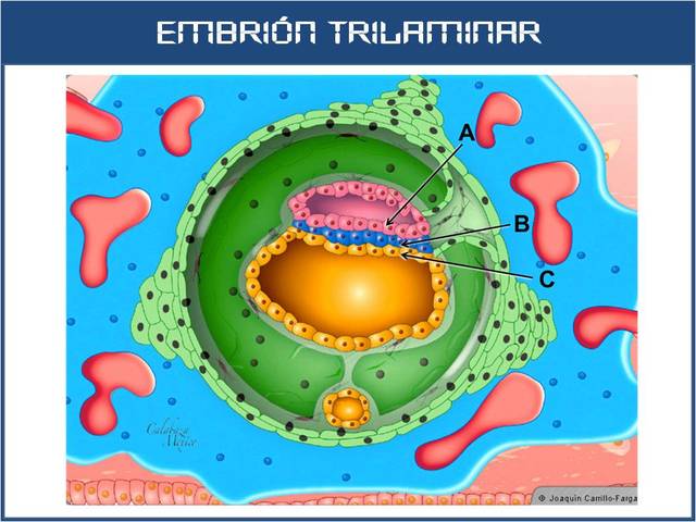 Embrión trilaminar (día 17)