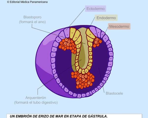 Gastrulación (día 19)