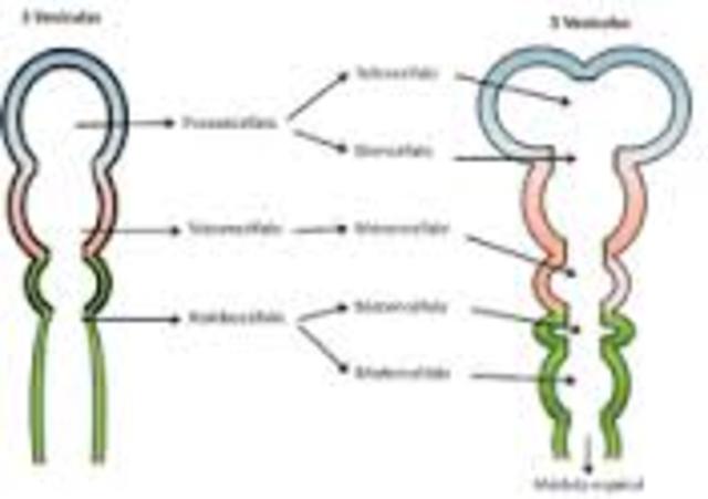 Fusión de los Pliegues neurales (día 28)